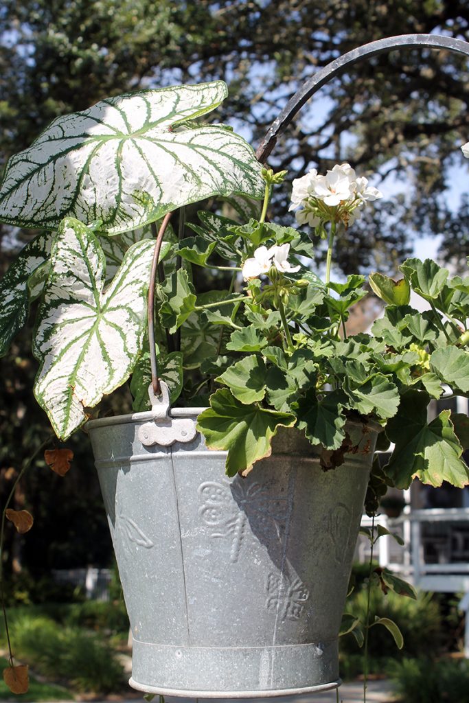 caladiums