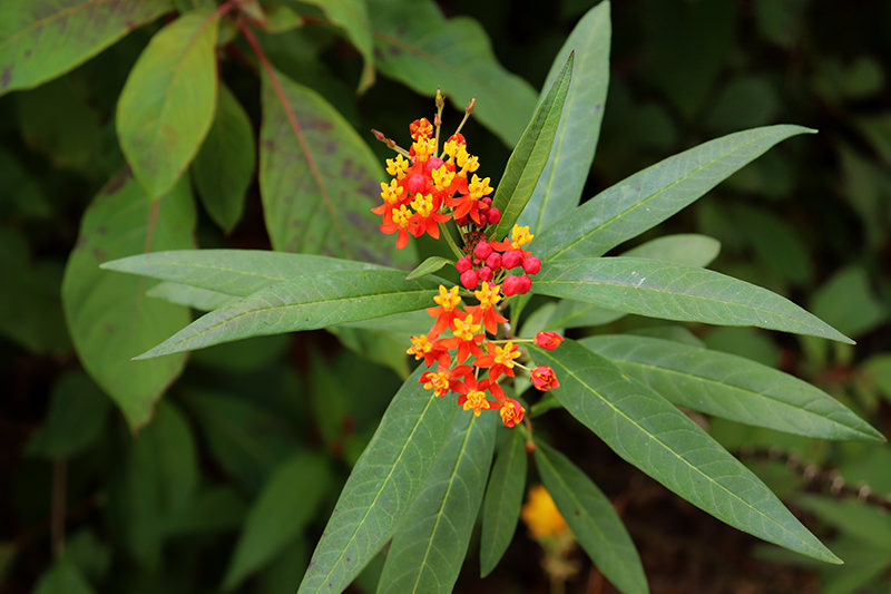 milkweed