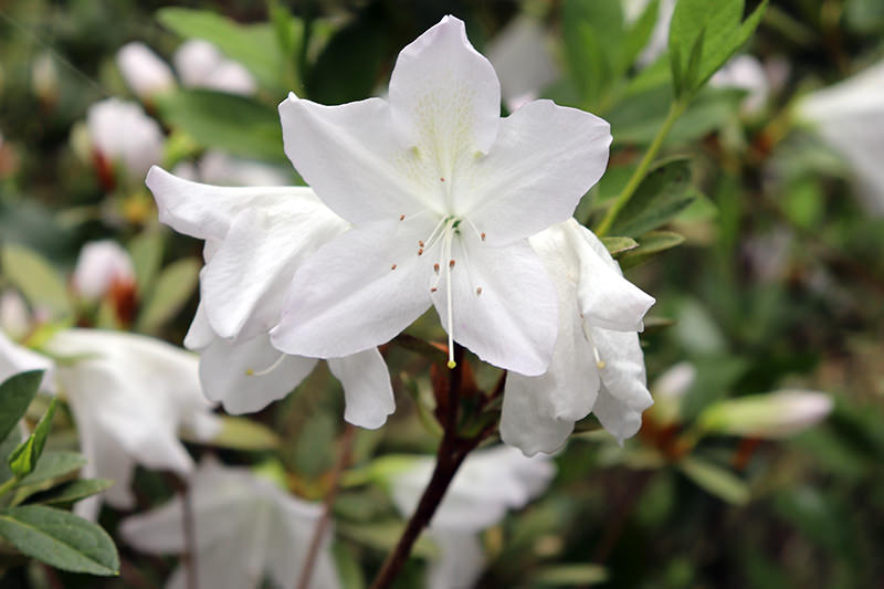 azalea