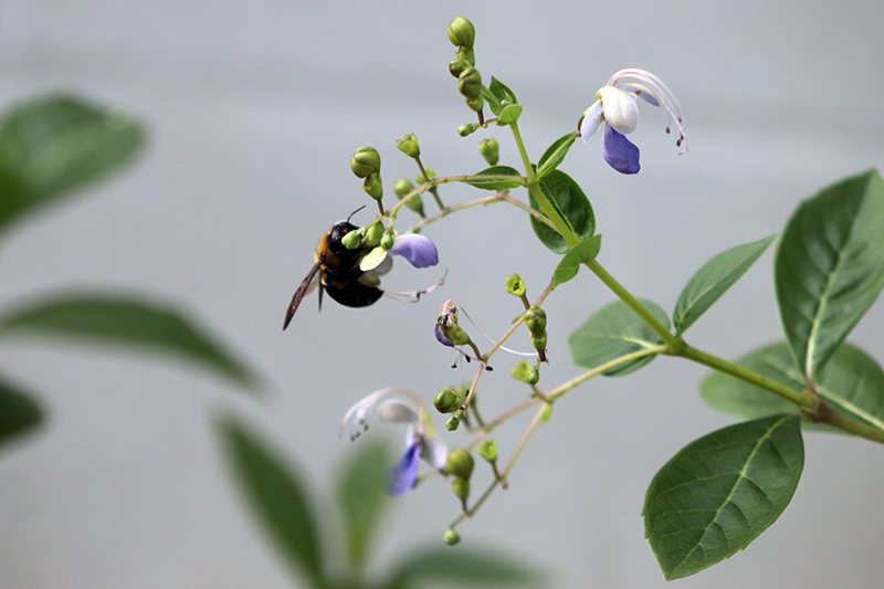 butterfly plant