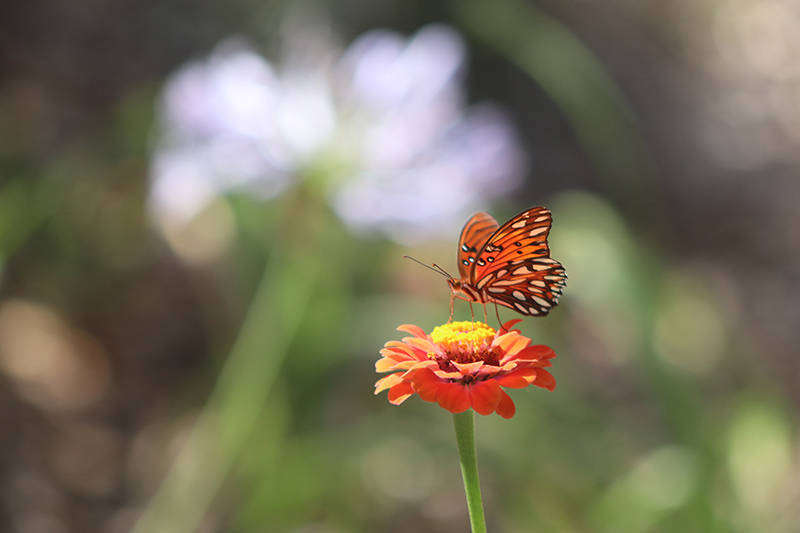 zinnias