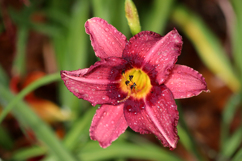 day lily