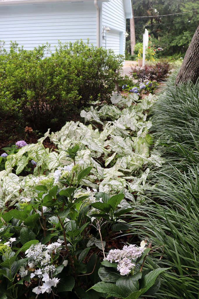 Front door garden