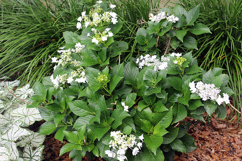 Front door garden