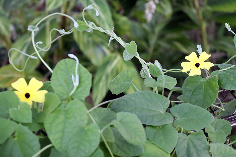 black eye susan vine