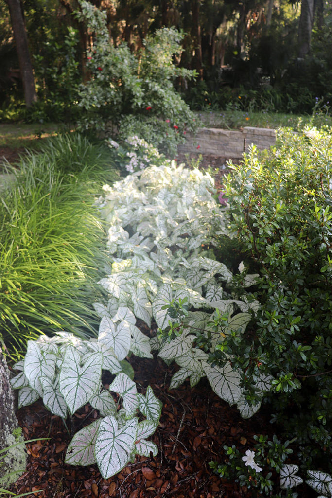 Front door garden