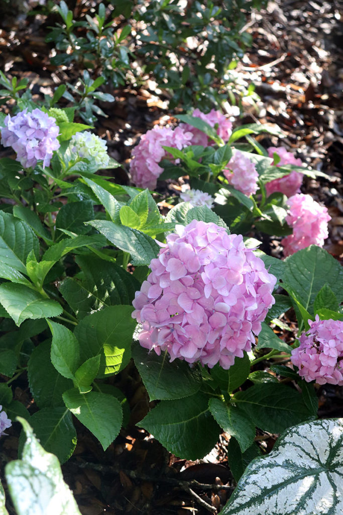 Front door garden