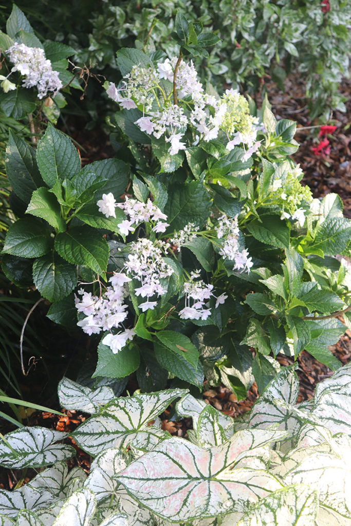 Front door garden