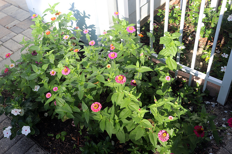 zinnias