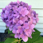 hydrangea