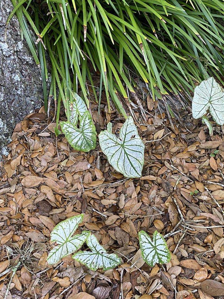 white caladium