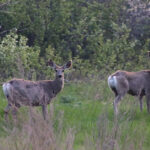 Mule Deer