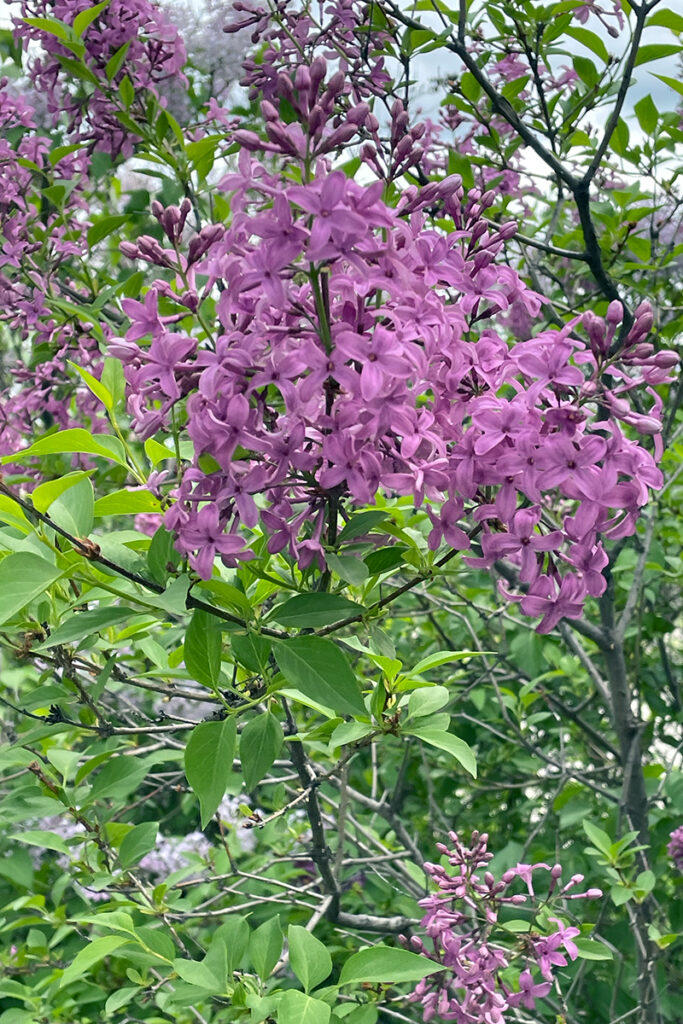 lilacs progress