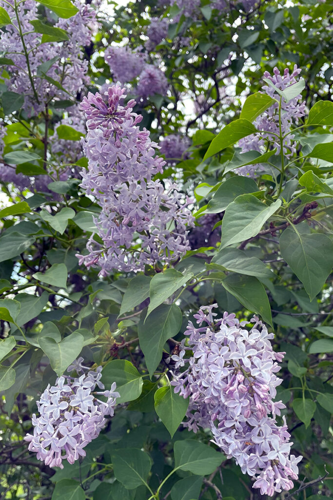 hedge of lilacs progress