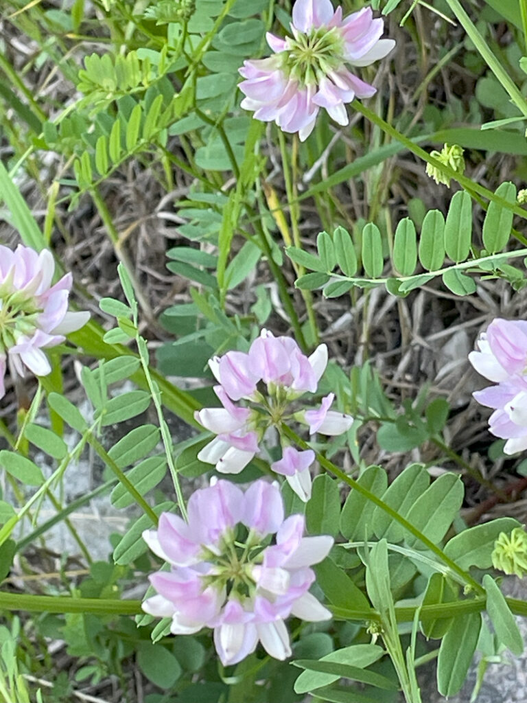 crownvetch