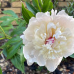 peony