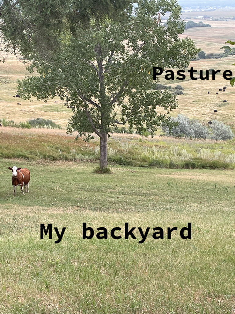 my backyard vs pasture