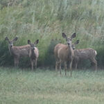 mule deer