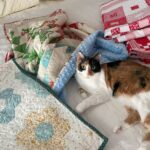 Lucy in Dc, Athena and Christmas Quilts