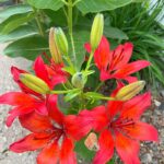 Asiatic lily
