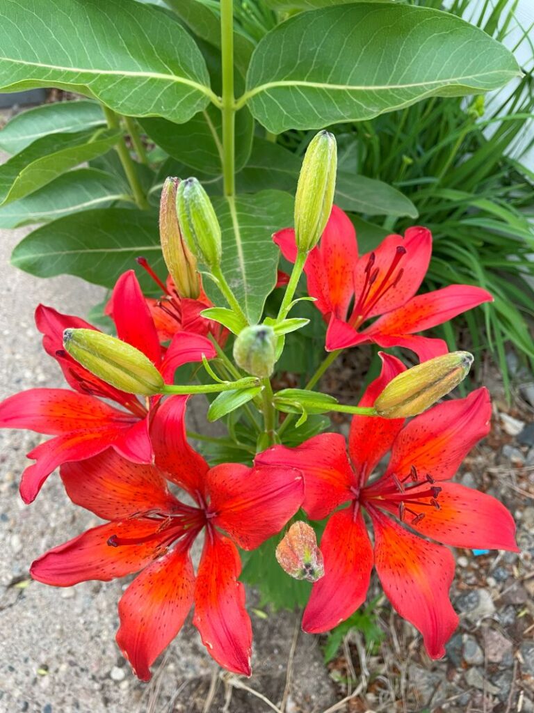 Asiatic lily