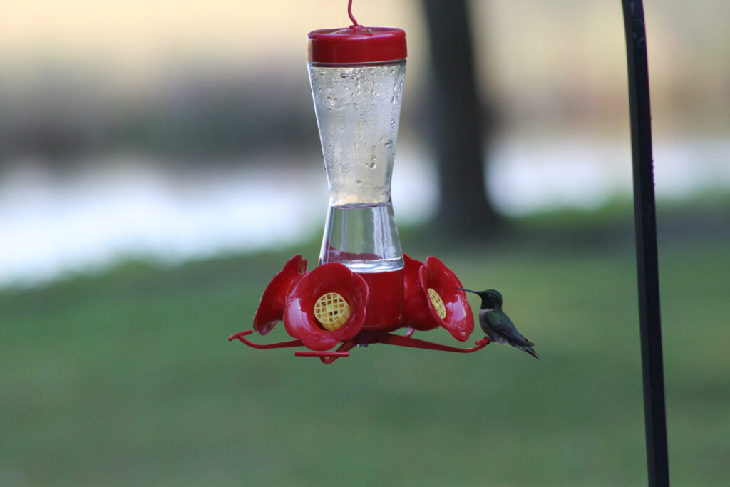 hummingbird