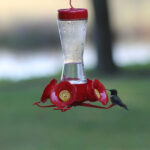 hummingbird